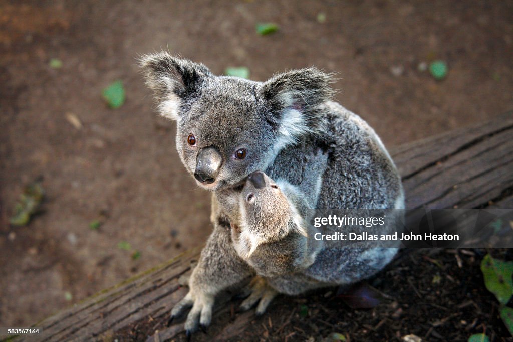 Koala and Baby