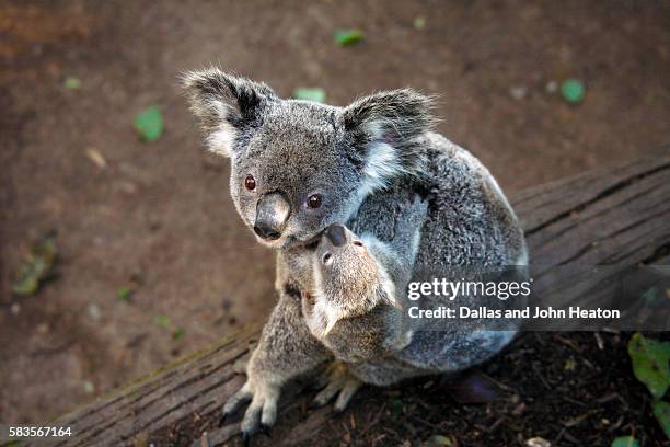 koala and baby - koala - fotografias e filmes do acervo