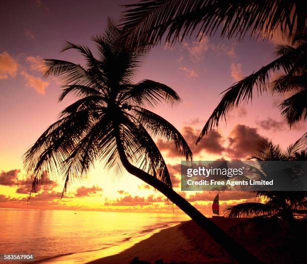 palm trees on maldivian beach - male maldives ストックフォトと画像