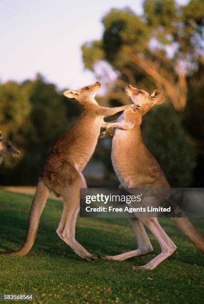 boxing kangaroos - boxing kangaroo stock pictures, royalty-free photos & images