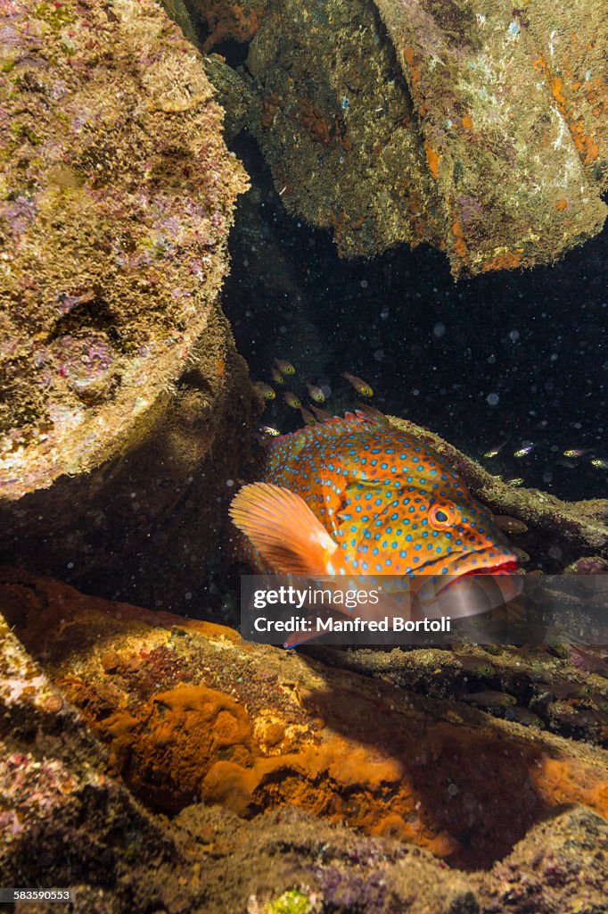 Red grouper inside a wreck