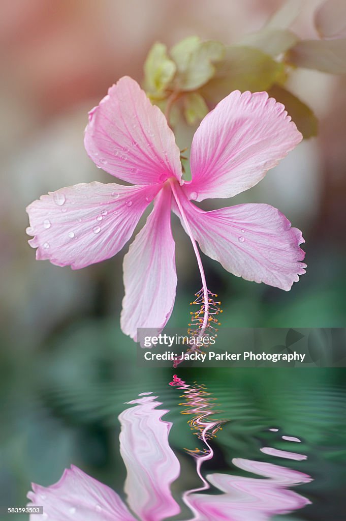 Pink Hibiscus flower