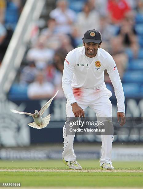 Dimuth Karunaratne of Sri Lanka chases a pigeon from the pitch during Day Two of the 2nd Investec Test between England and Sri Lanka at the...