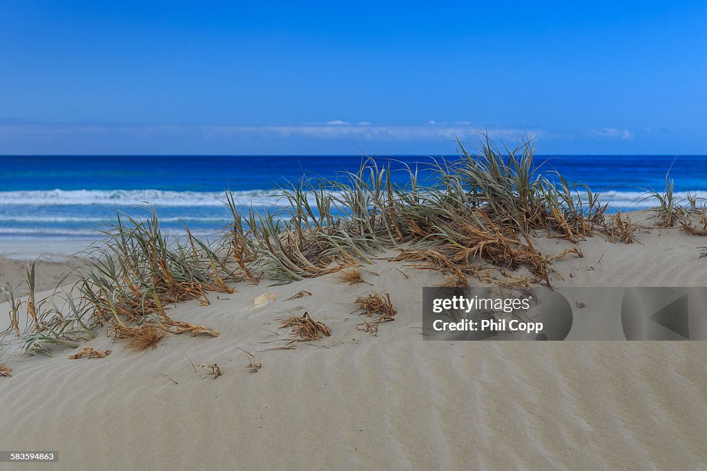 Dune Grass