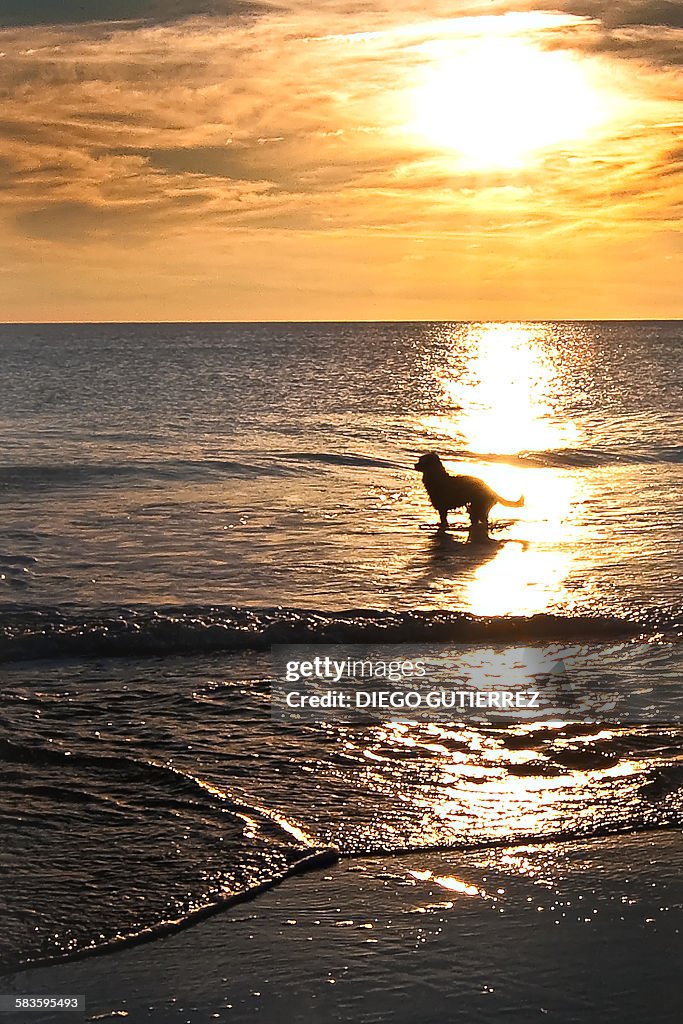 A dog in the beach