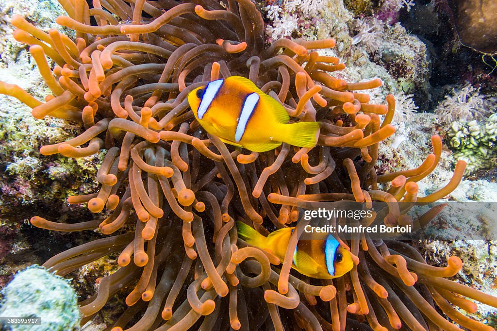 Two clownfish swim in a red fluorescent anemone