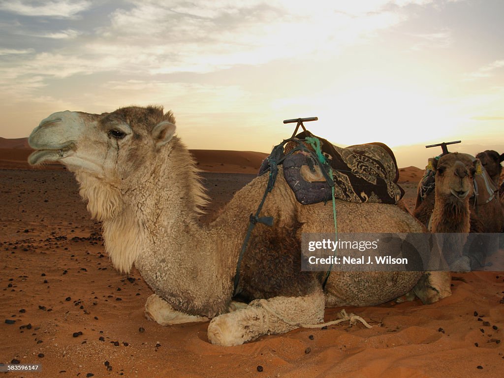 Camel in the Sahara