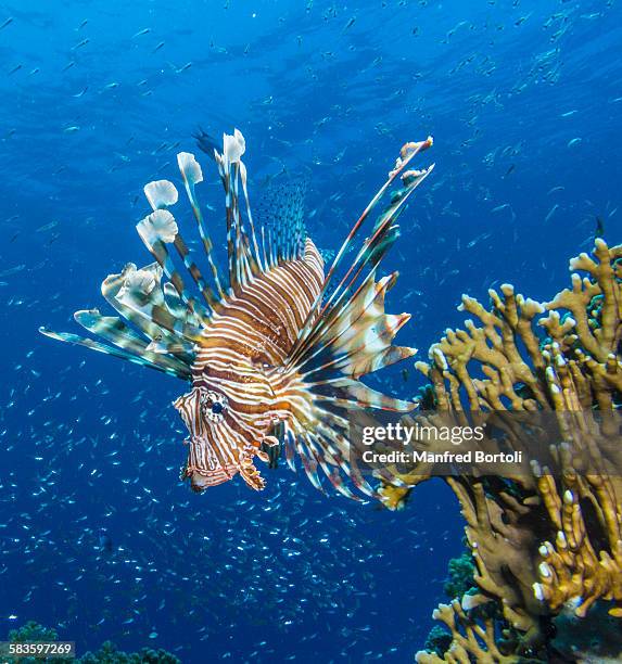 Feg Fish 136 Scorpion Reef Stock Photos, High-Res Pictures, and Images - Getty ...
