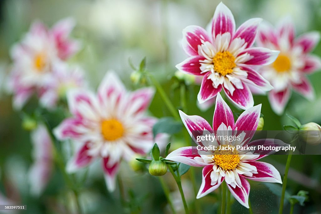 Dahlia collarette fashion monger flowers