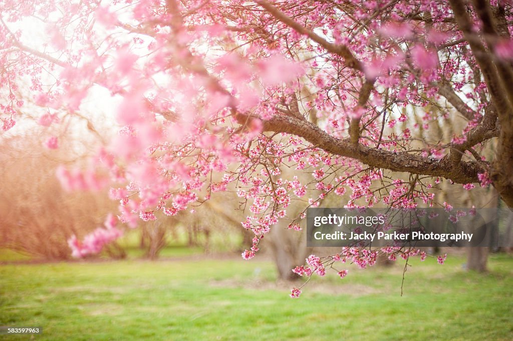 Pink Spring Cherry Blossom