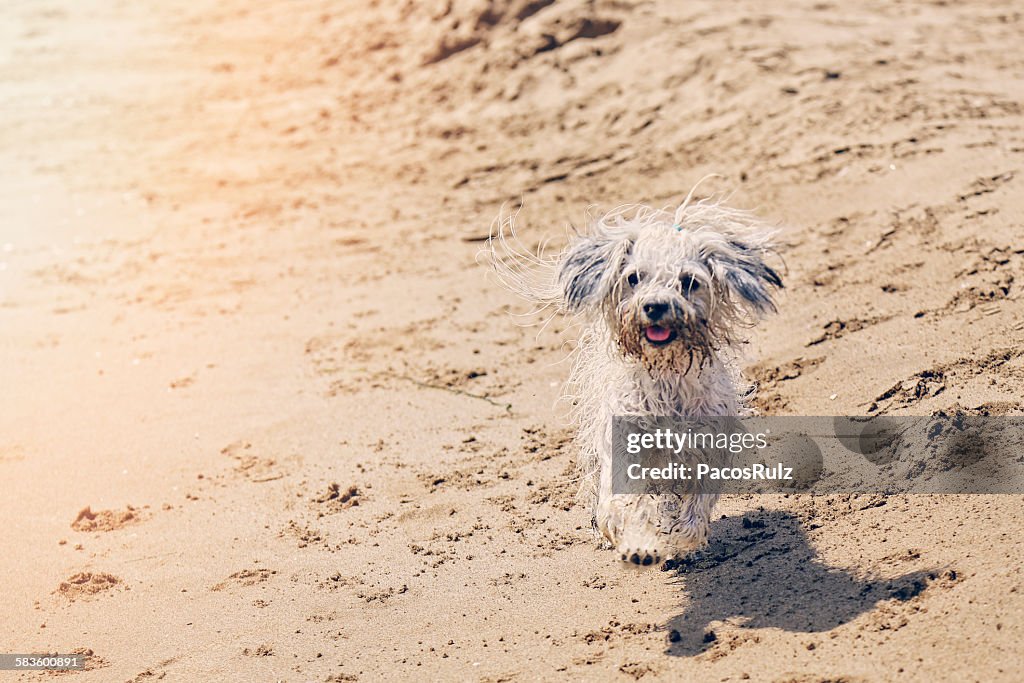 Dog walking on the beach