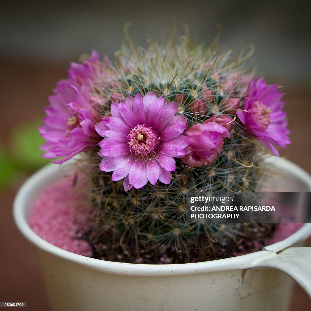 Cactus flowers