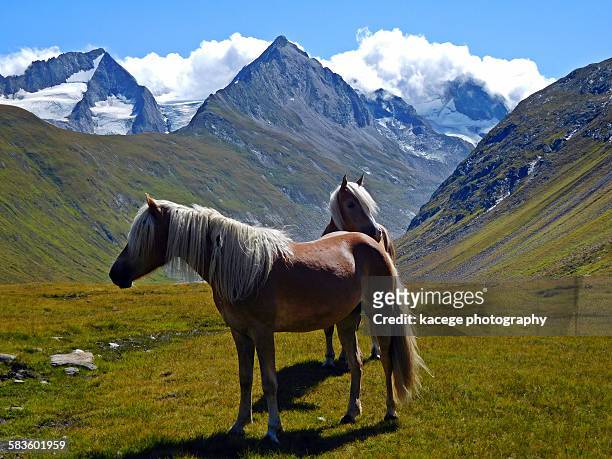 haflinger horses in the austrian alps - haflinger horse stock pictures, royalty-free photos & images
