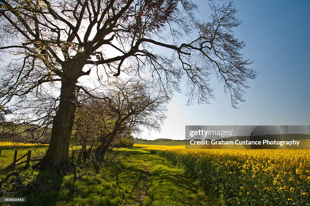 Ivinghoe Beacon