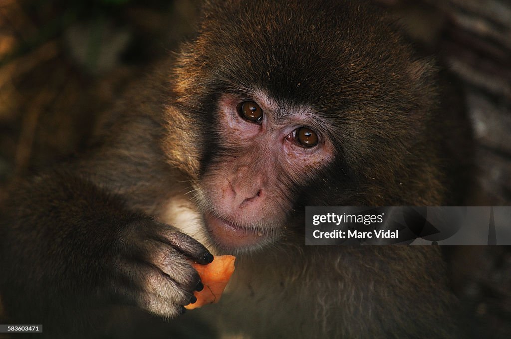 Japanese macaque portrait