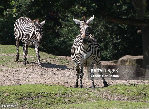 grant's zebras - grants zebra bildbanksfoton och bilder