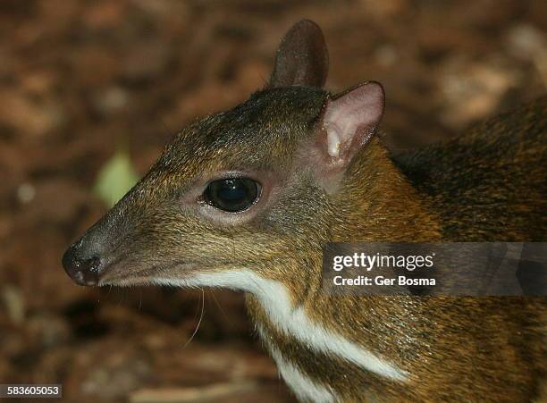 Java Ouse Deer Mousedeer Photos and Premium High Res Pictures - Getty Images