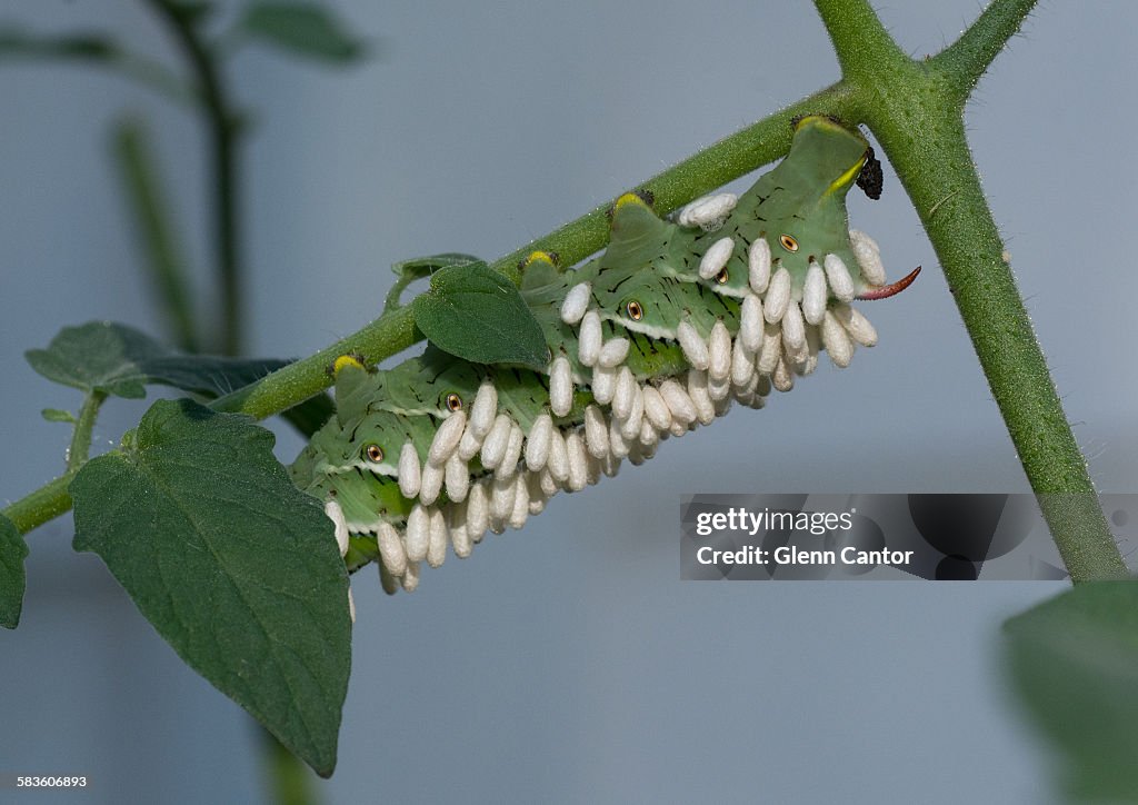 Biological control of a tomato pest