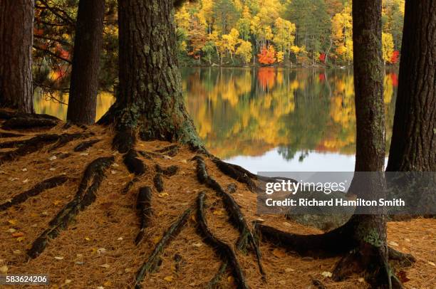 fall color reflected on lake owen in wisconsin - eastern white pine stock pictures, royalty-free photos & images