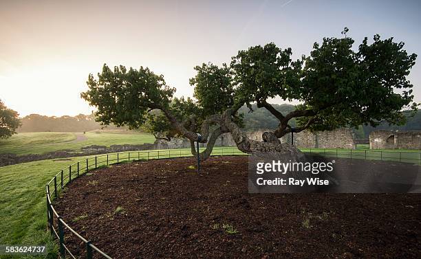 lesnes abbey mulberry tree - mulberry stock pictures, royalty-free photos & images
