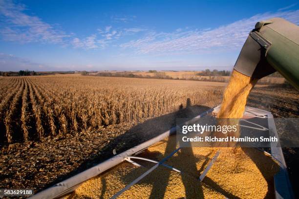 corn harvest in minnesota - cornfield stockfoto's en -beelden
