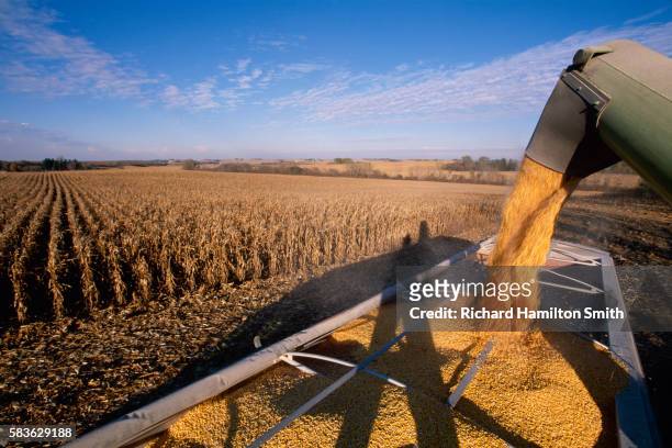 corn harvest in minnesota - harvesting stock pictures, royalty-free photos & images