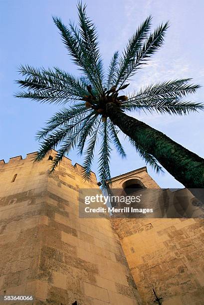 palm tree and palace tower - córdoba spanje stockfoto's en -beelden