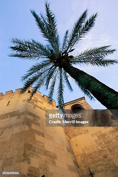 palm tree and palace tower - cordoba spain stock pictures, royalty-free photos & images