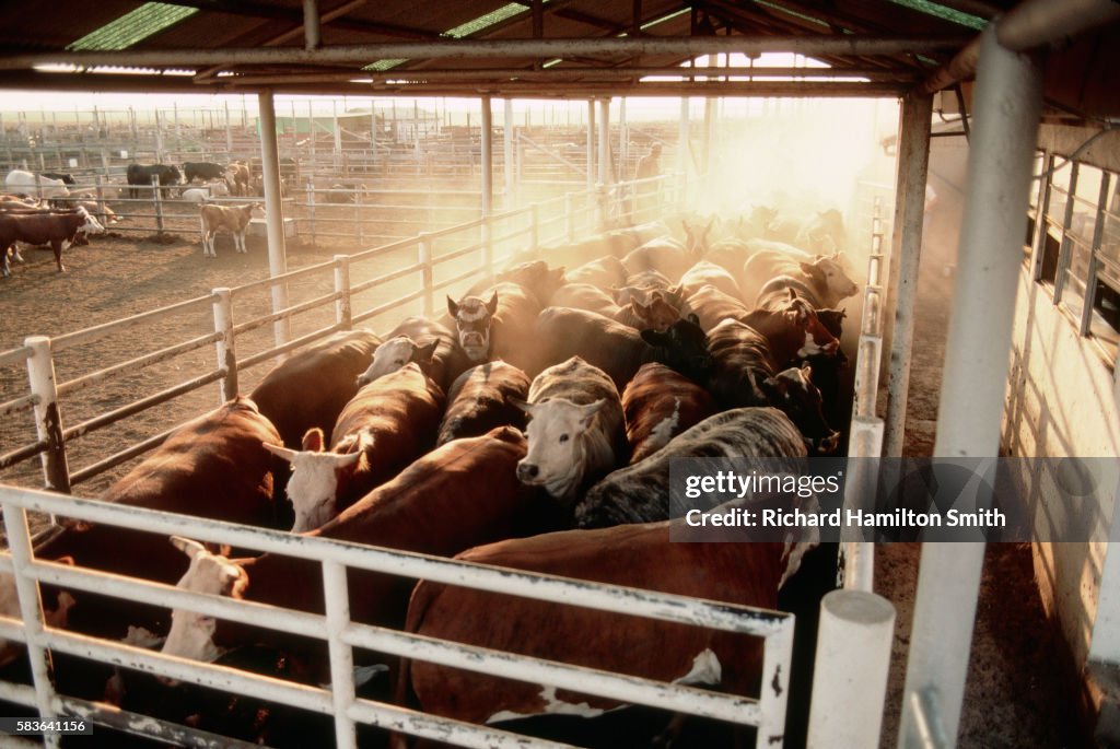 Cattle Crowded in Pen at Feedlot