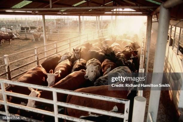 cattle crowded in pen at feedlot - lubbock texas stock pictures, royalty-free photos & images
