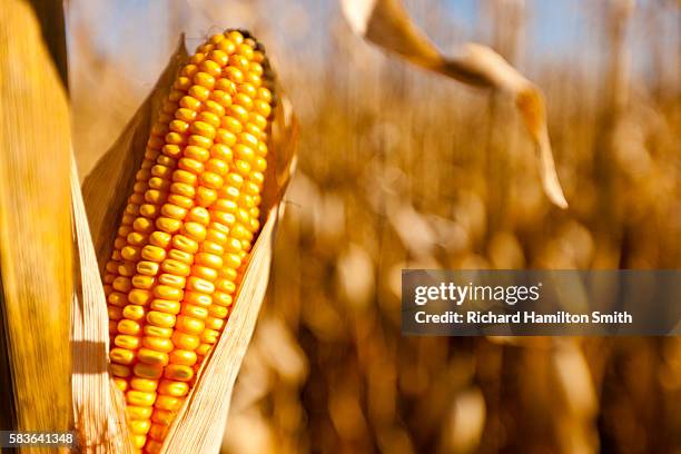 minnesota cornfield at harvest - maiskolben stock-fotos und bilder