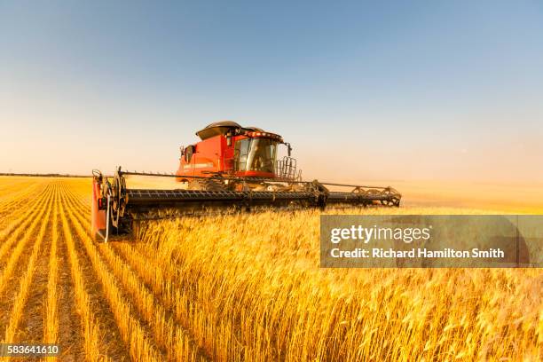 wheat harvest - combine stockfoto's en -beelden