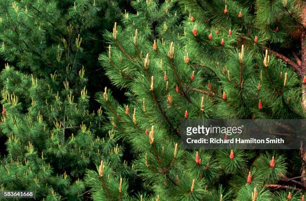 white and red pines - red pine stockfoto's en -beelden