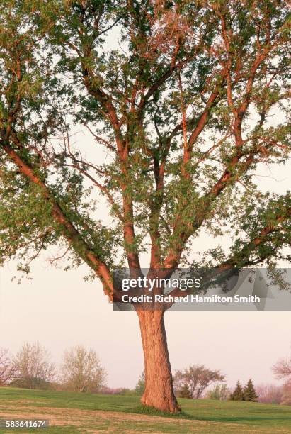 200 Boxelder Tree Stock Photos, High-Res Pictures, and Images - Getty ...