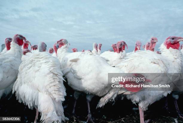 Turkeys In Minnesota 2,712 Hamilton Minnesota Stock Photos, High-Res Pictures, and Images ...