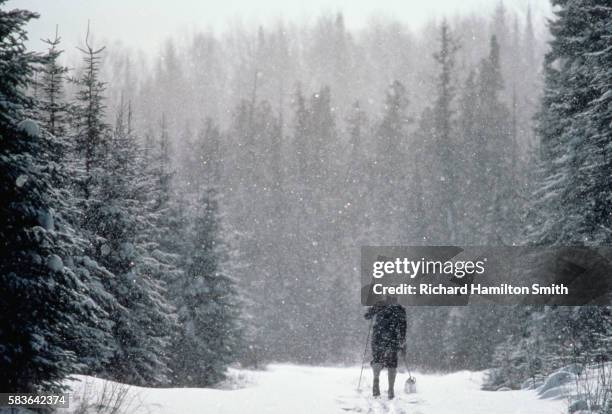 cross-country skier in snowy forest - 北歐滑雪項目 個照片及圖片檔