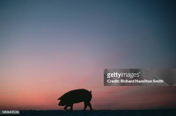 pig silhouetted at twilight - cerdo fotografías e imágenes de stock