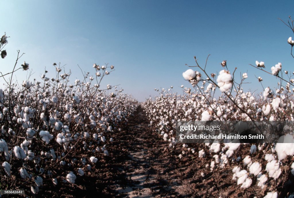 Rows of Cotton Plants in Bloom