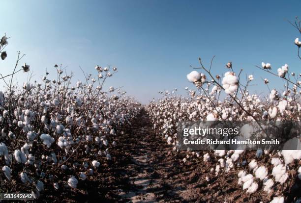 rows of cotton plants in bloom - planta do algodão imagens e fotografias de stock
