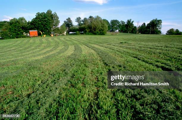 harvested alfalfa field - peacham stock pictures, royalty-free photos & images