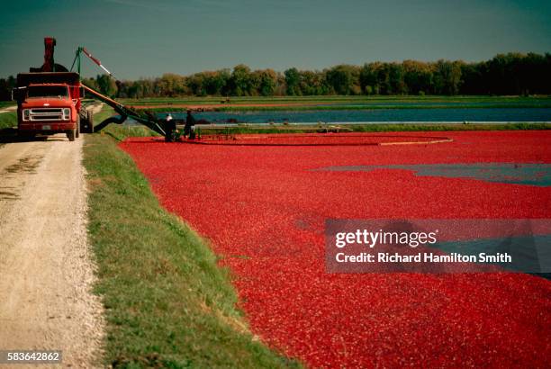 harvesting cranberries - cranberry harvest 個照片及圖片檔