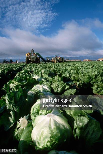 harvested heads of lettuce in the field - iceberg lettuce stock pictures, royalty-free photos & images