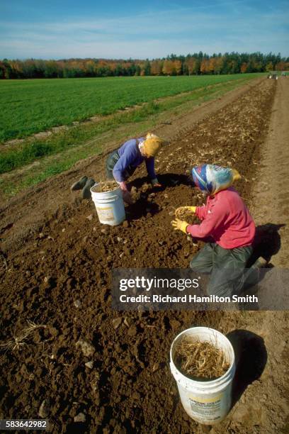 two people harvesting ginseng - american ginseng stock pictures, royalty-free photos & images