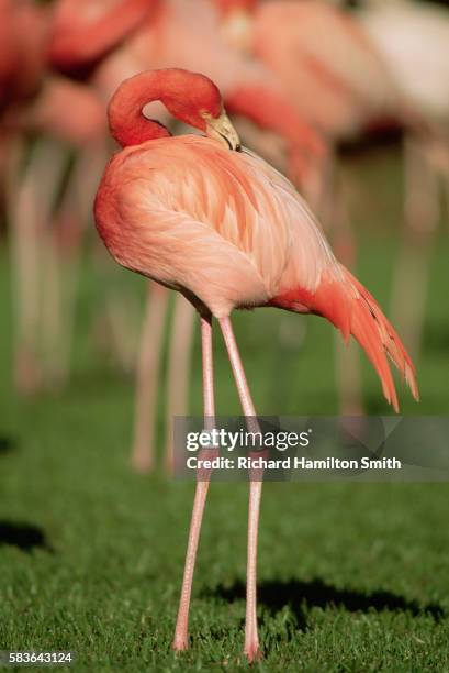 preening flamingo - preen stock pictures, royalty-free photos & images