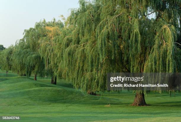 weeping willows along golf fairway - osier photos et images de collection