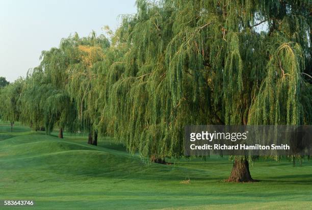 weeping willows along golf fairway - willow smith 個照片及圖片檔