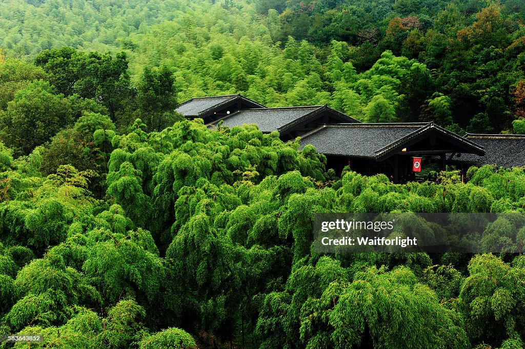 Bamboo forest and teahouse in Changxing,Zhejiang province,China.