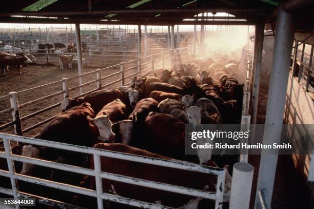 cattle herding into pen - lubbock texas stock pictures, royalty-free photos & images