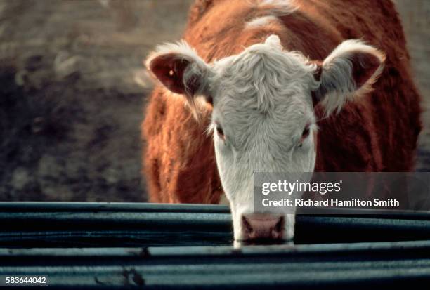 hereford cow drinking at trough - hereford cow stock pictures, royalty-free photos & images
