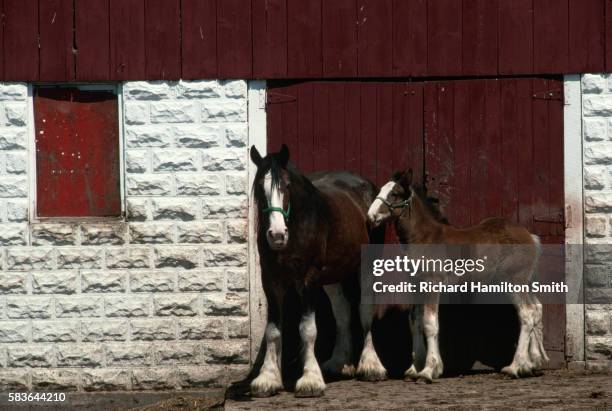 horses standing by barn - zugpferd stock-fotos und bilder